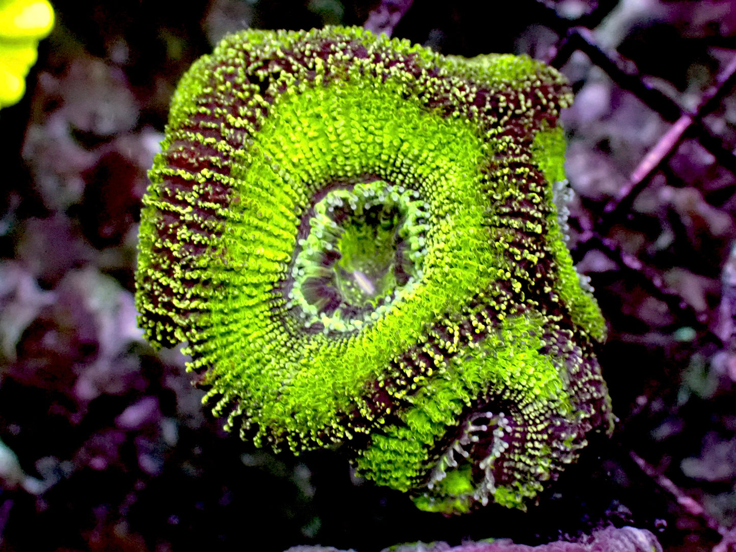 Green acan lord