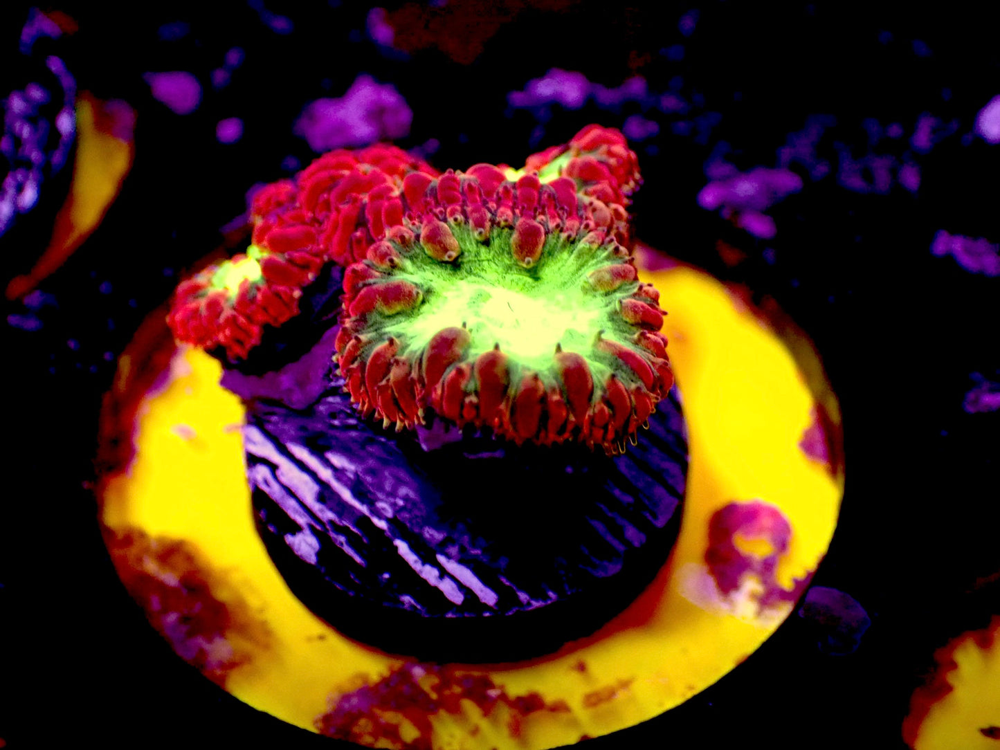 Red Blasto wellsi