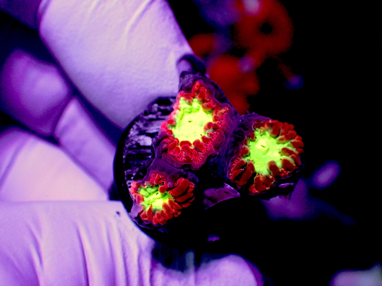 Red Blasto wellsi