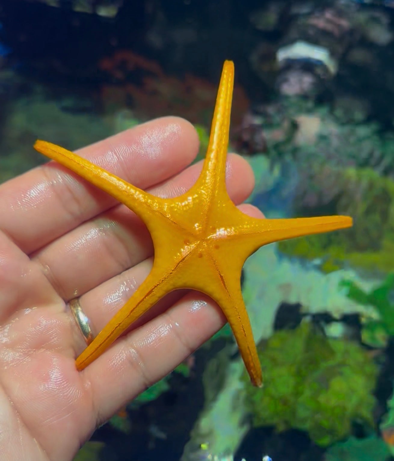 Whitsundays starfish 3”+