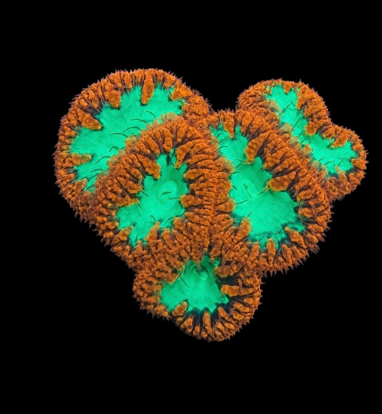 Aussie Blastomussa wellsi 1” frag (1+ head)