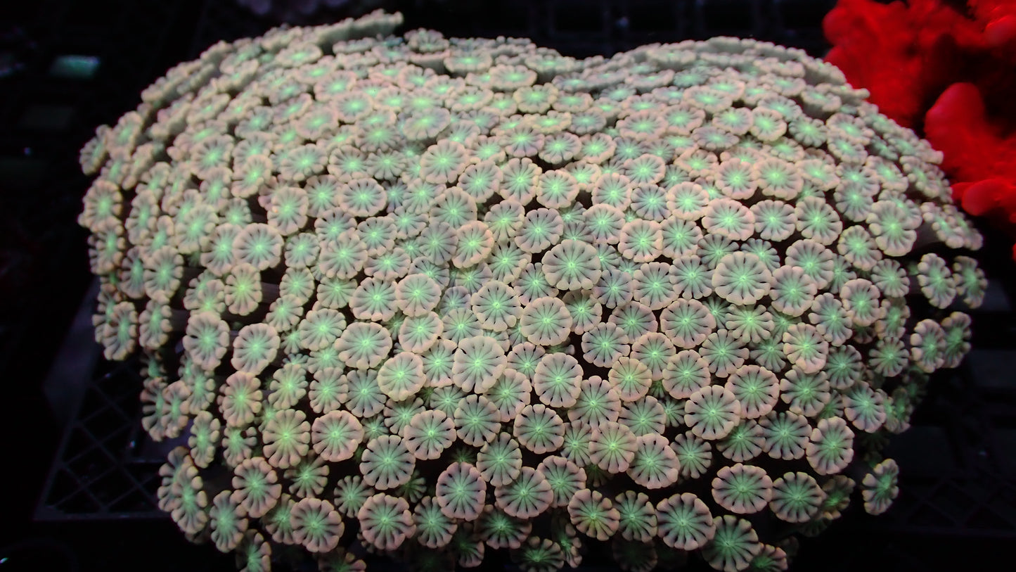 Jigglypuff alveopora 1” frag