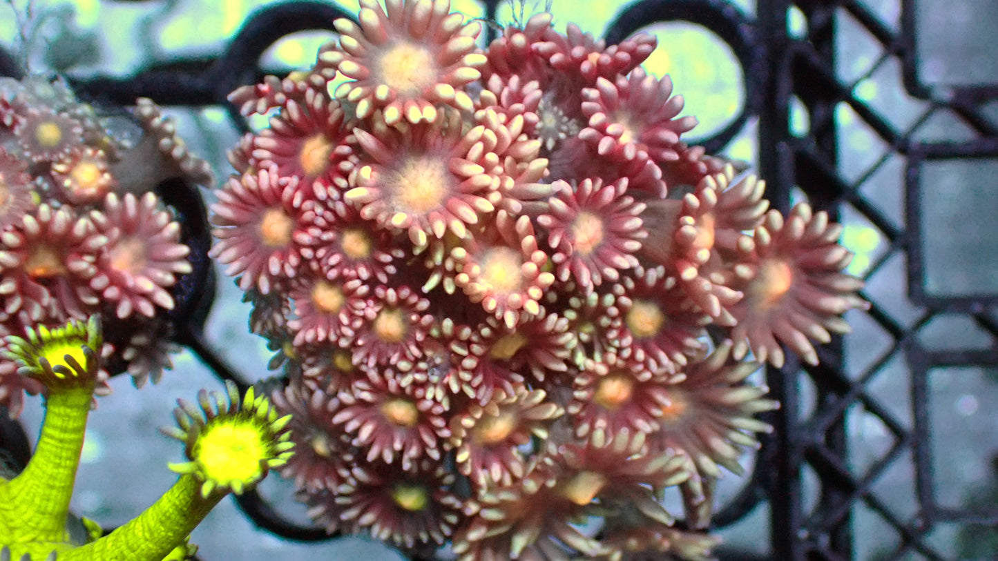 Cornflower Goni 1” frag