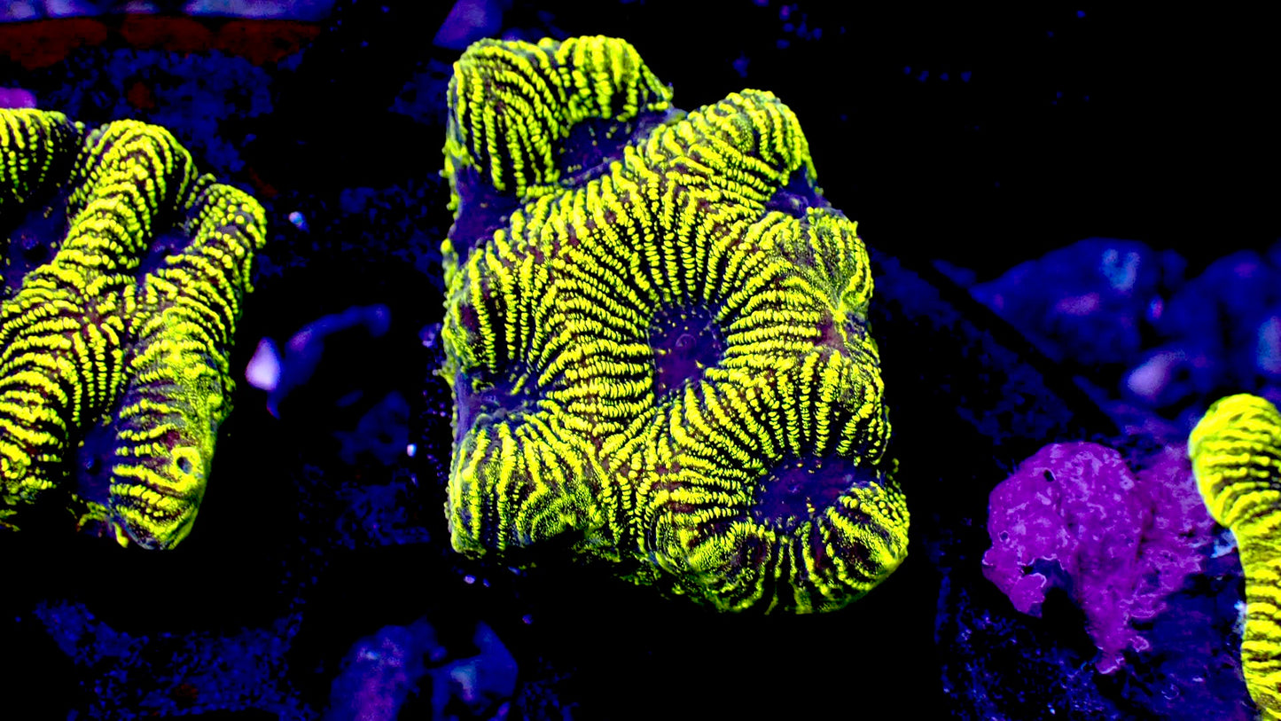 Glow worm Platygyra 1β frag
