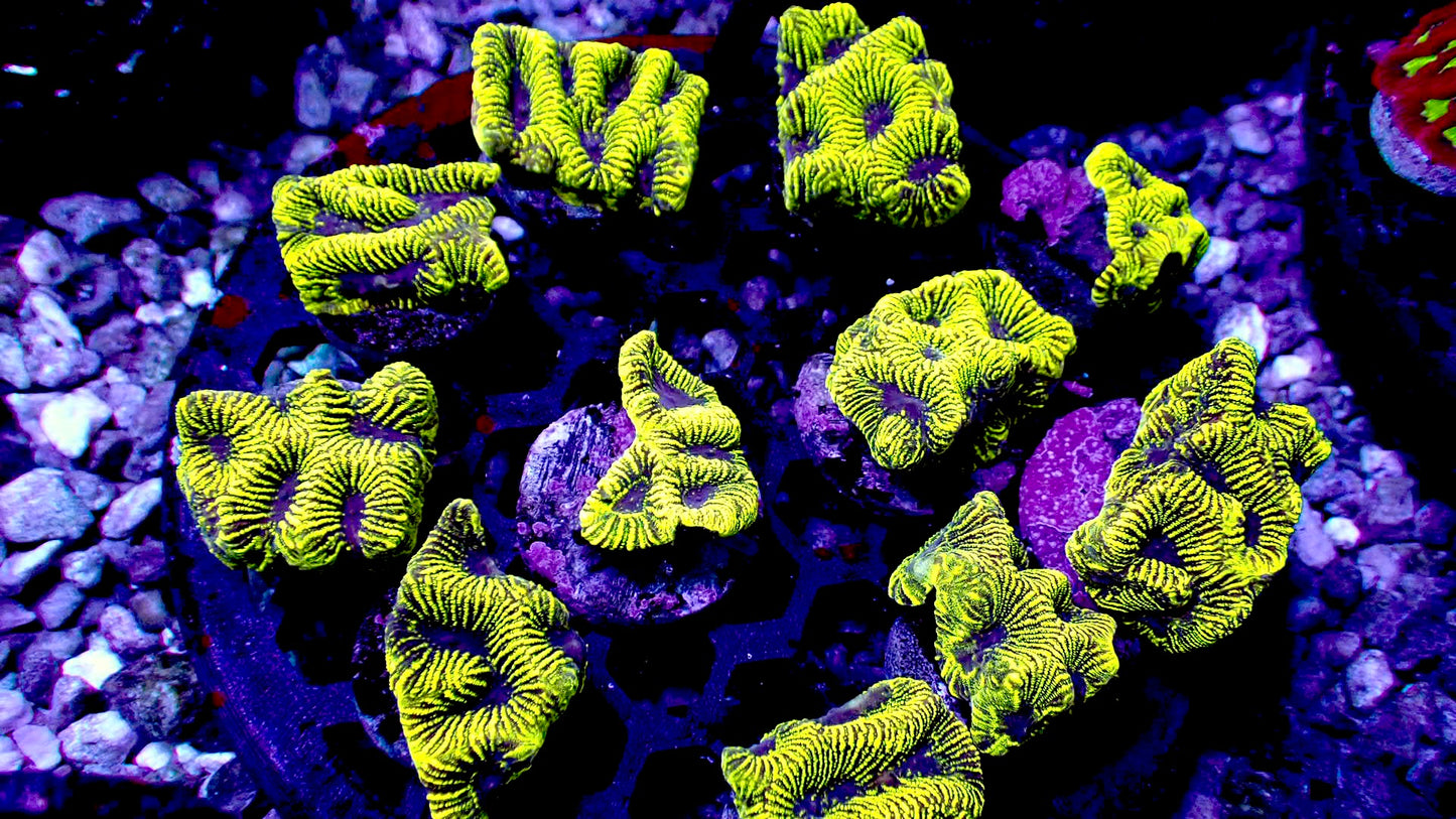 Glow worm Platygyra 1β frag