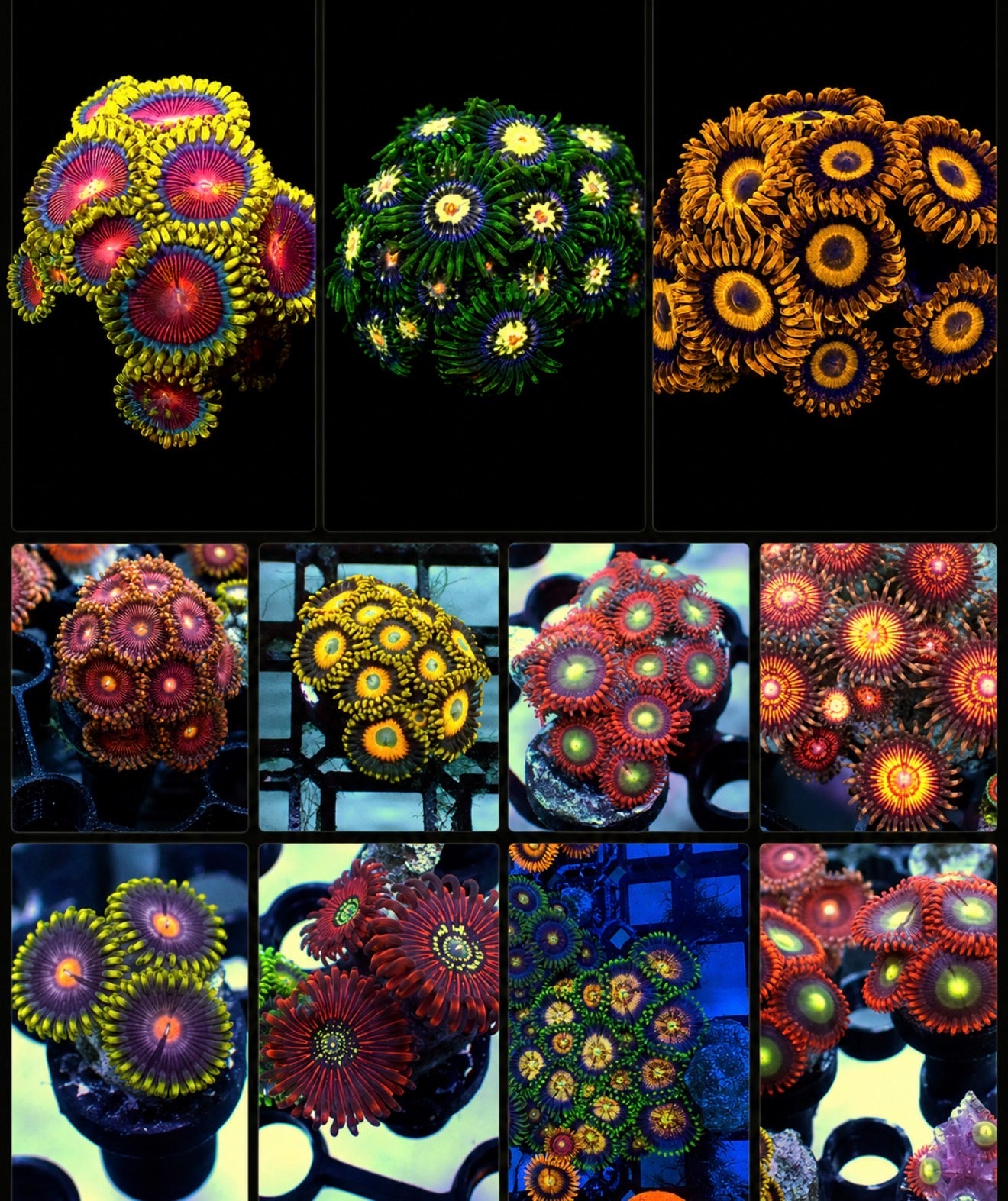 Rainbow mix zoas package 10x zoas (3+ polyps frags)