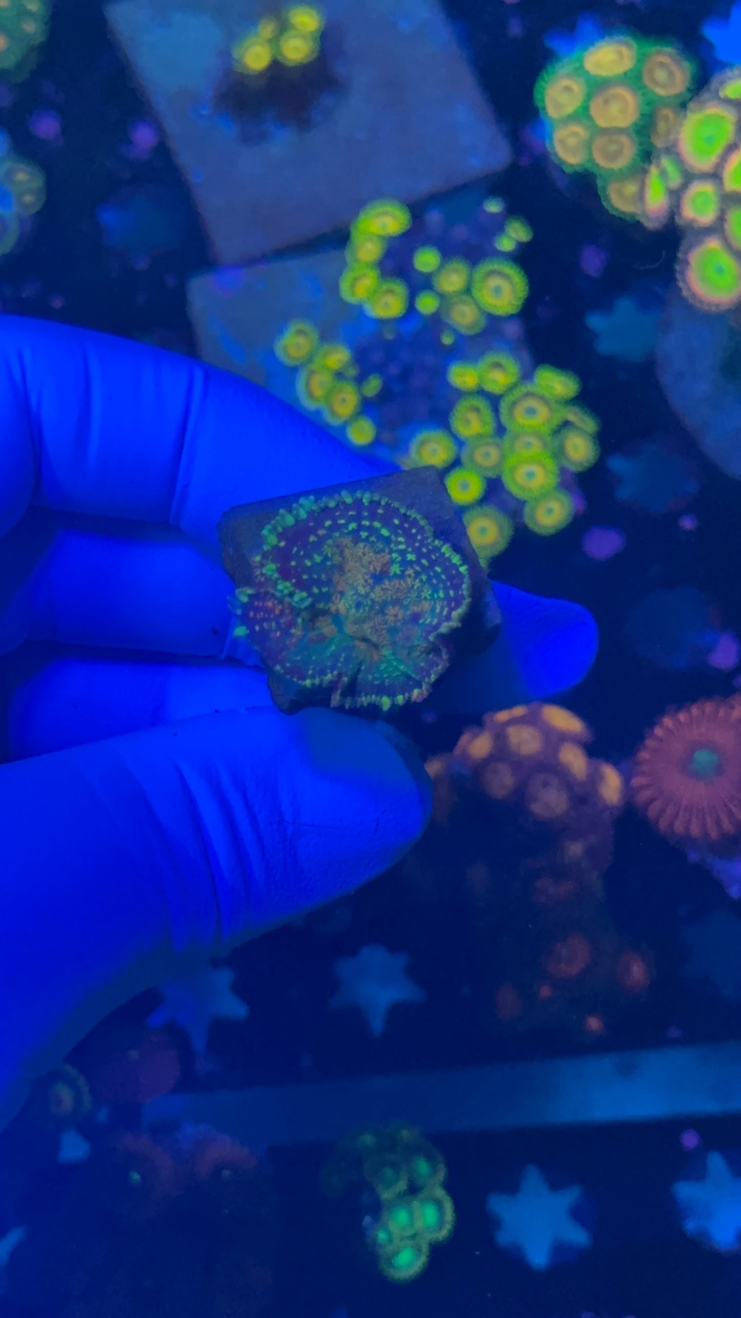 Rainbow rhodactus mushroom 1” frag