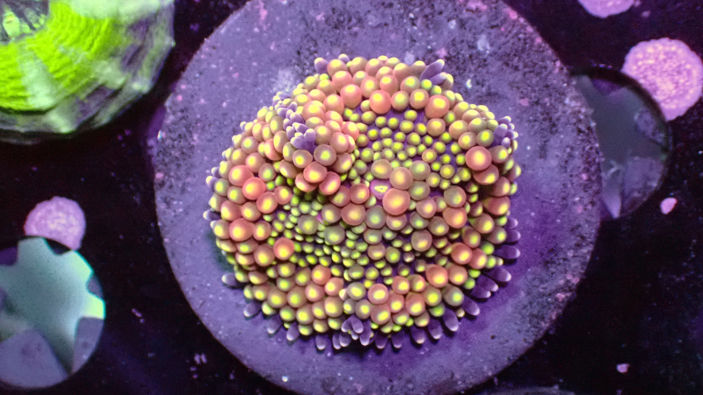 Rainbow Ricordea Florida 1” frag