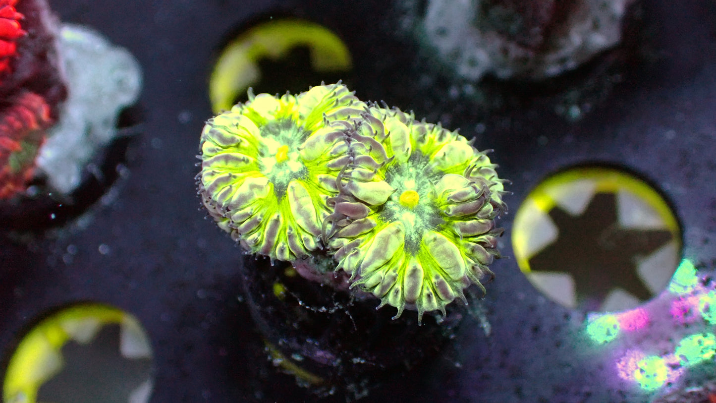 Purple people eater Blasto 1” frag