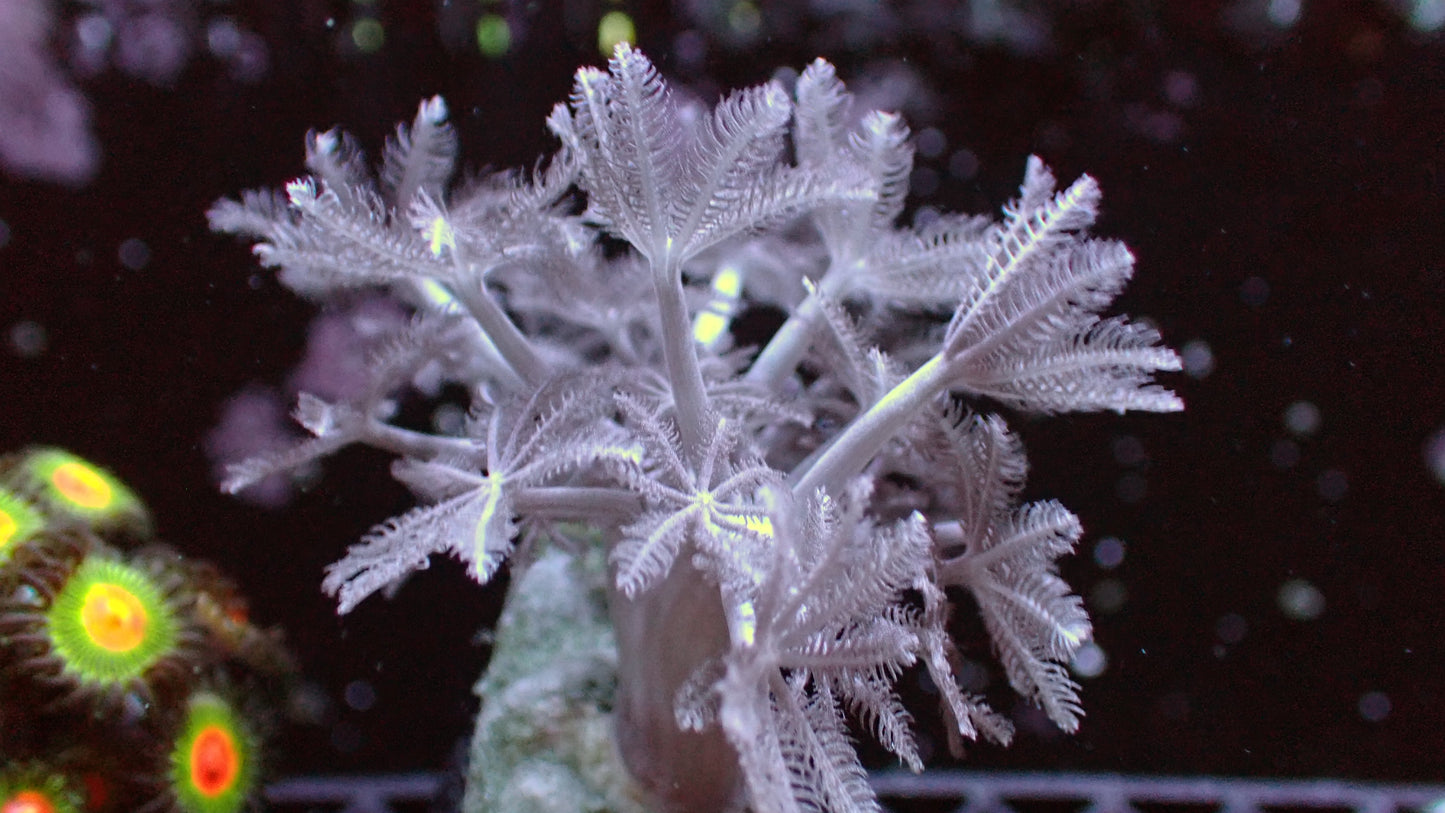 Xenia 1” frag