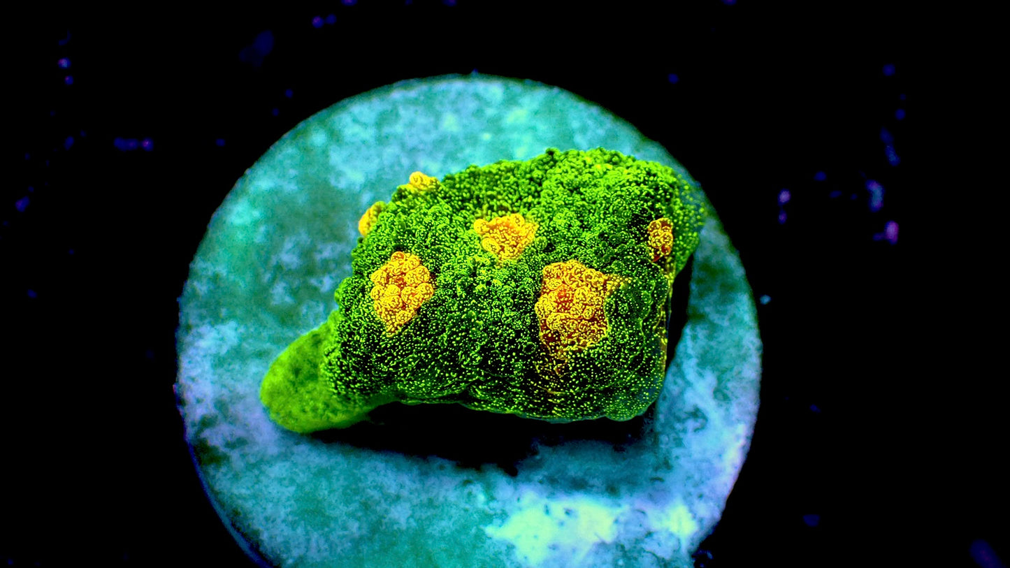 Space invader chalice 1β frag
