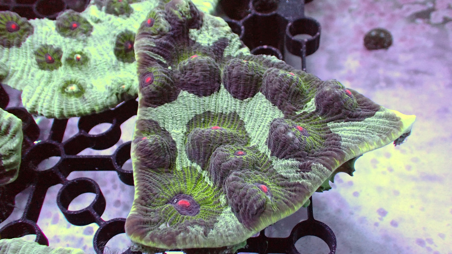 Avatar chalice 3” frag XL