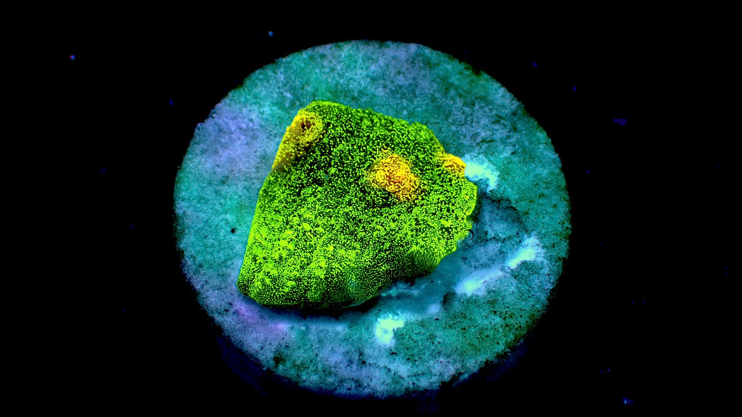 Space invader chalice 1β frag