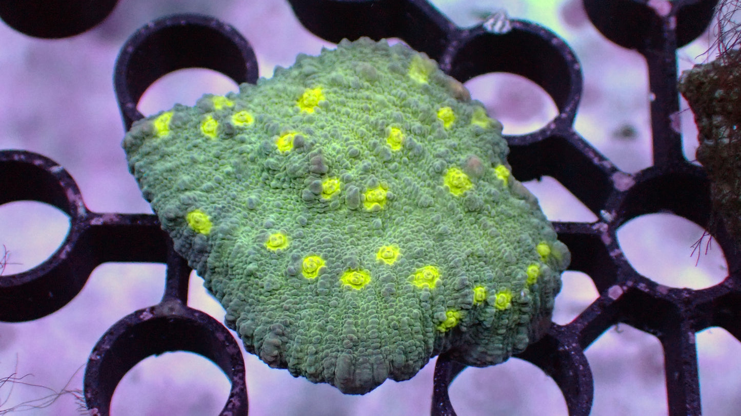 Dino egg chalice 1” frag