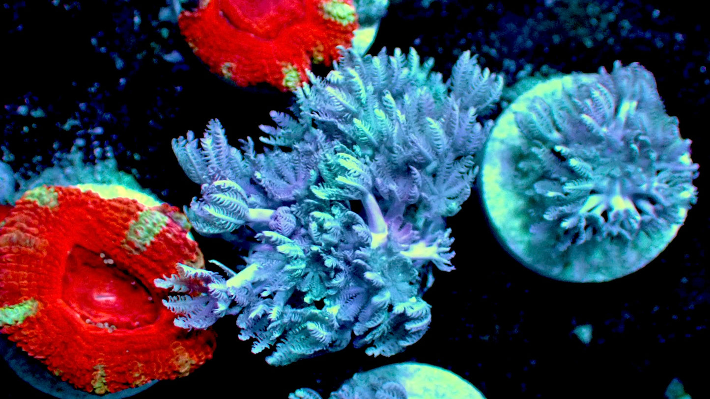 Pulsing Xenia 1β frag