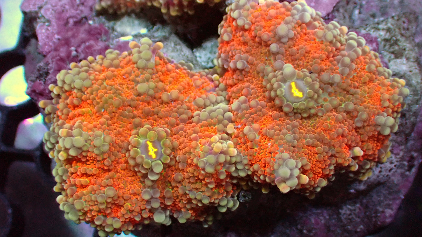 Orange passion Yuma Ricordea 1” (one mushroom)