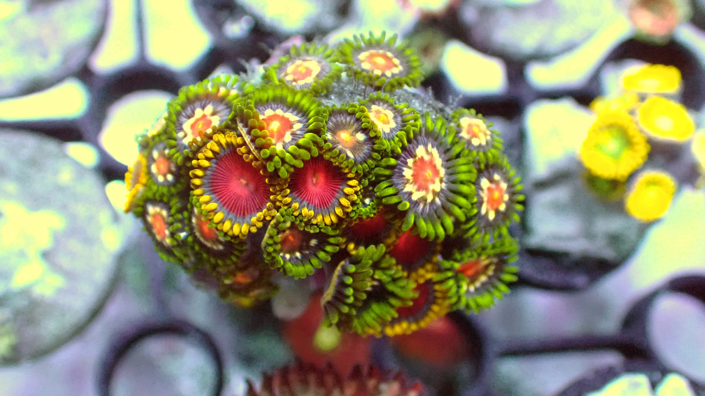 Mixed zoas cluster WYSIWYG 1” frag