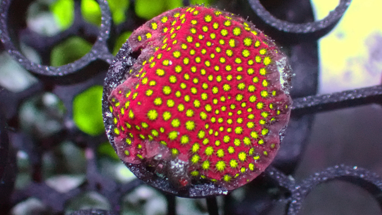 Wwc Electric daisy stylo 1” frag