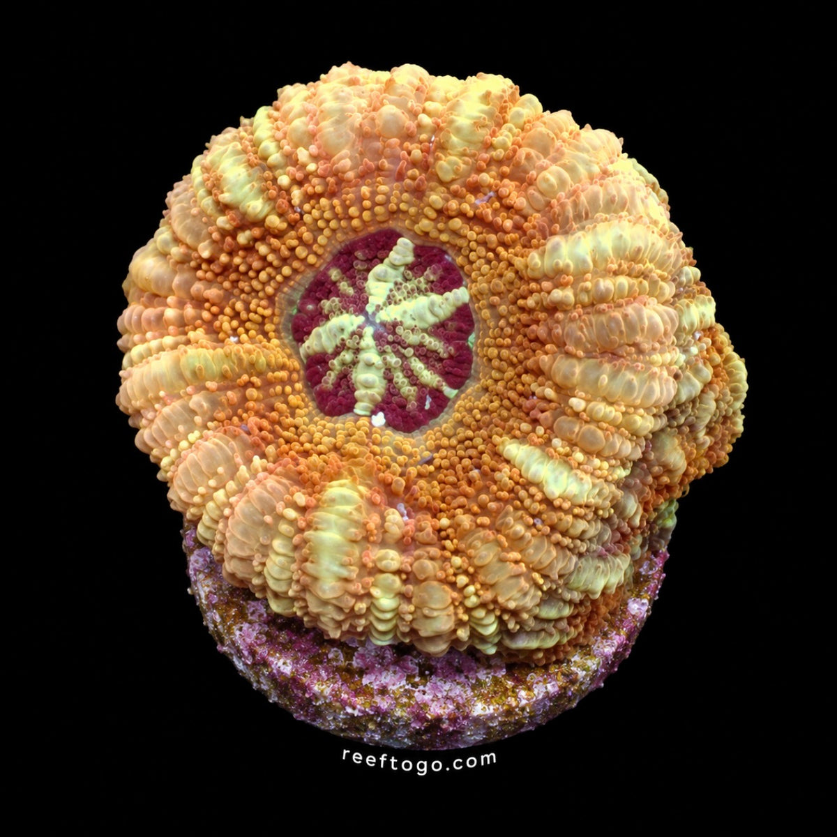 asian peach acan 1in