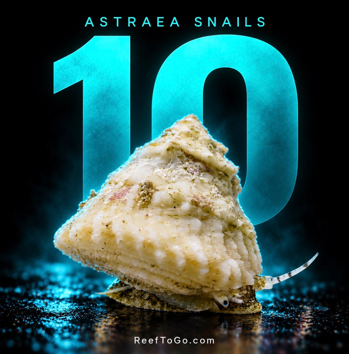 RTG Astraea snails