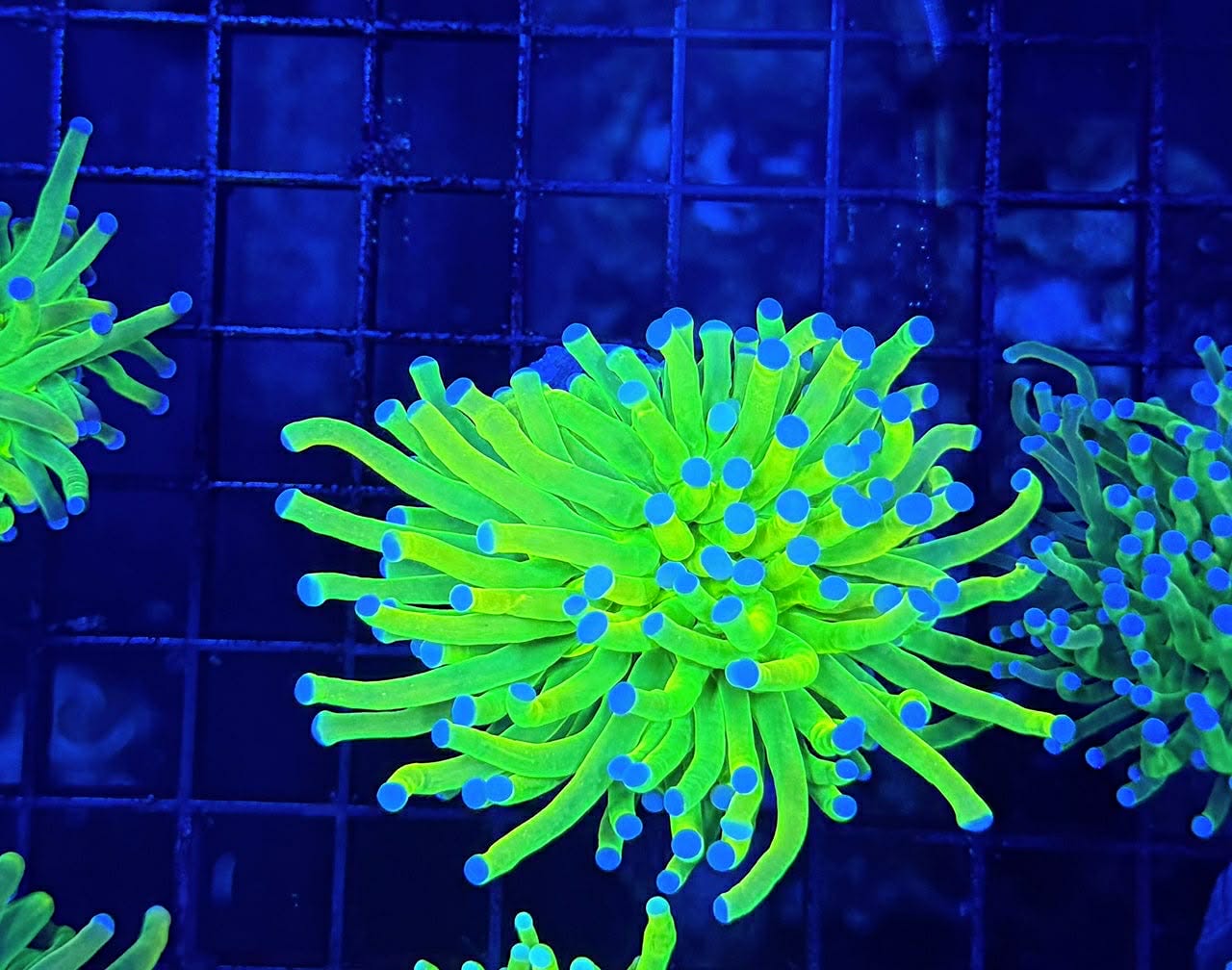 Holy grail torch 1” frag