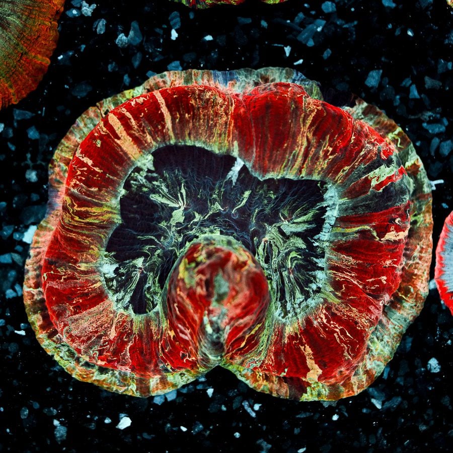 Fountain of despair welsophyllia 4” WYSIWYG