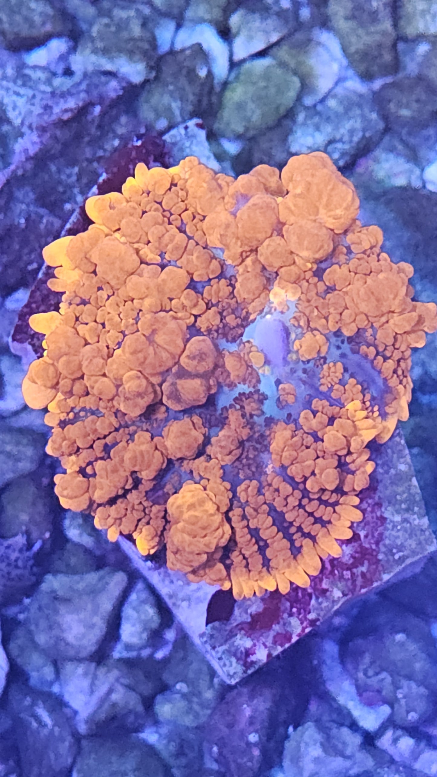 Raunchy red bounce mushroom 1” frag