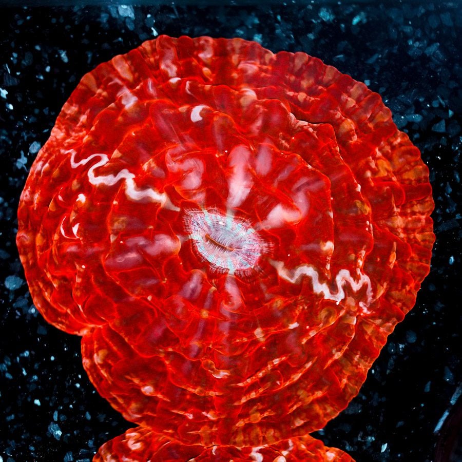 Blood moon cynarina 4” WYSIWYG