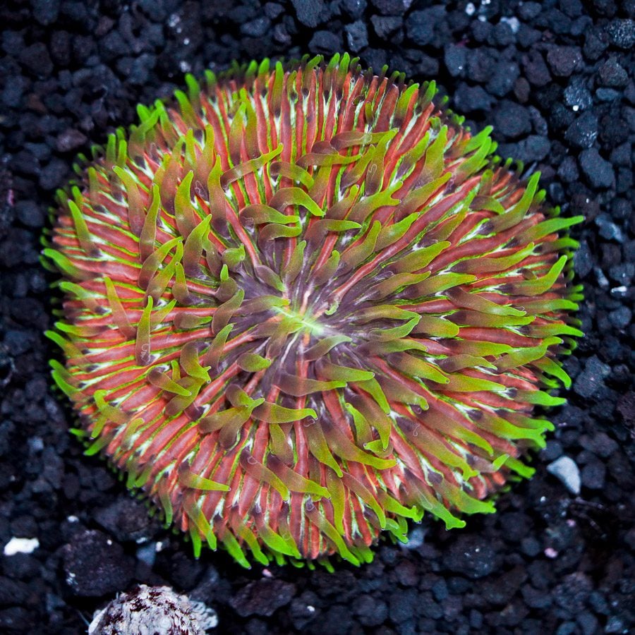 Citrus sky fungia plate 3” WYSIWYG