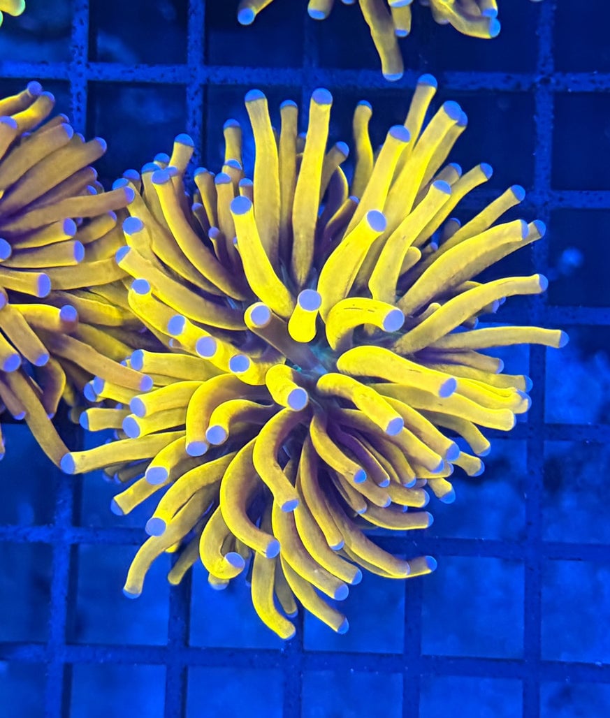 Banana torch 1” frag
