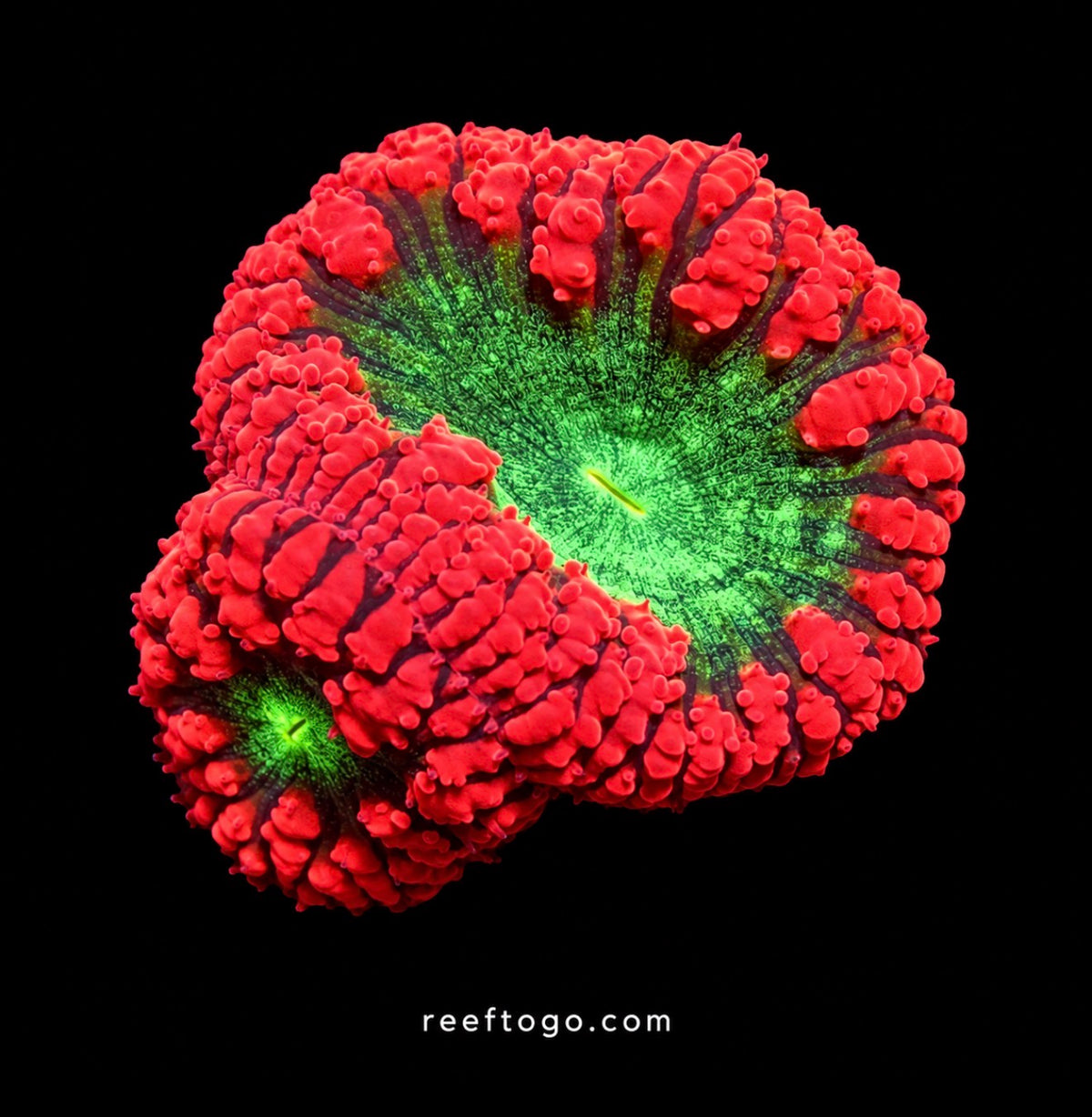 Aussie Blastomussa wellsii 1" frag