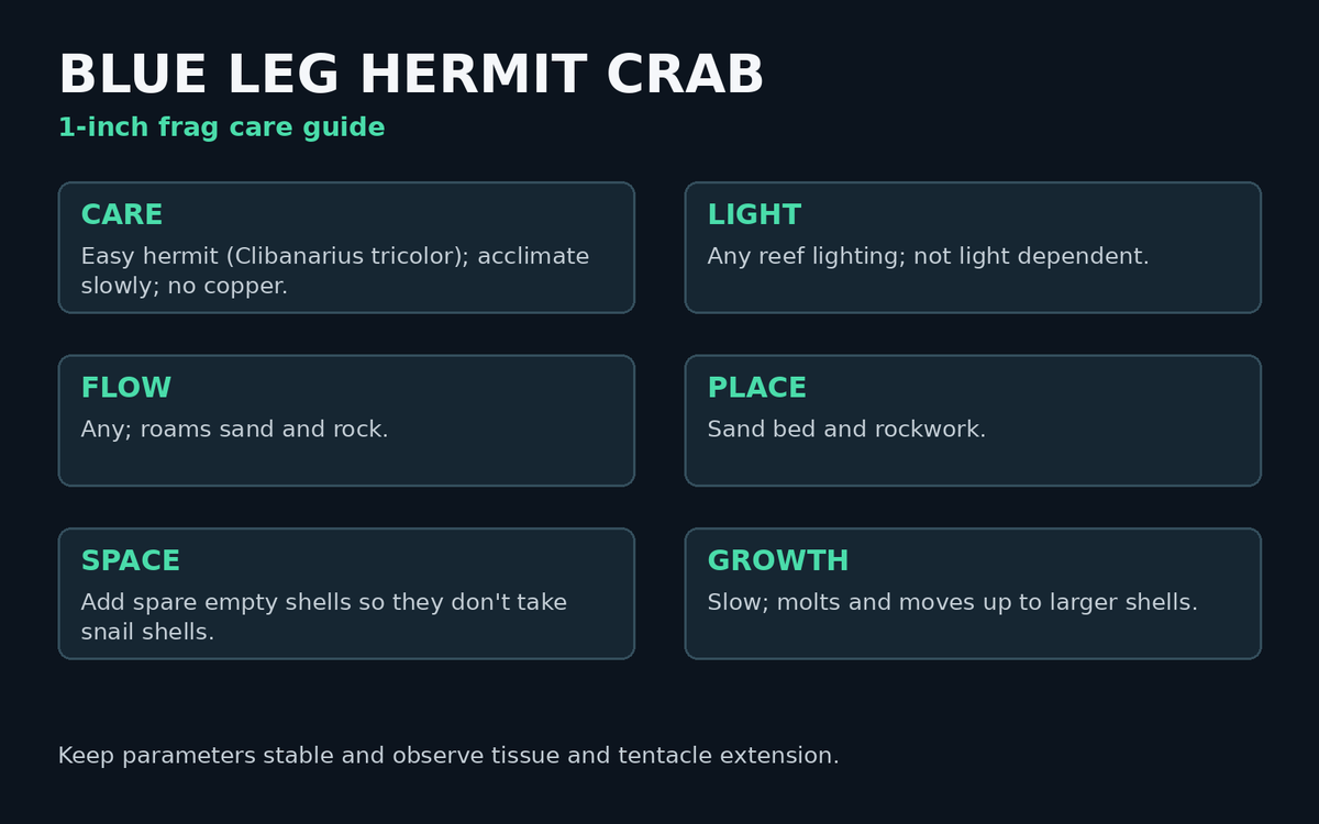 Blue Leg Hermit Crab care card