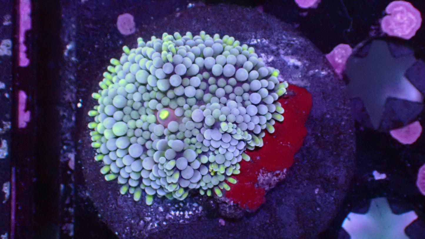 Blue Ricordea Florida mushroom 1" frag