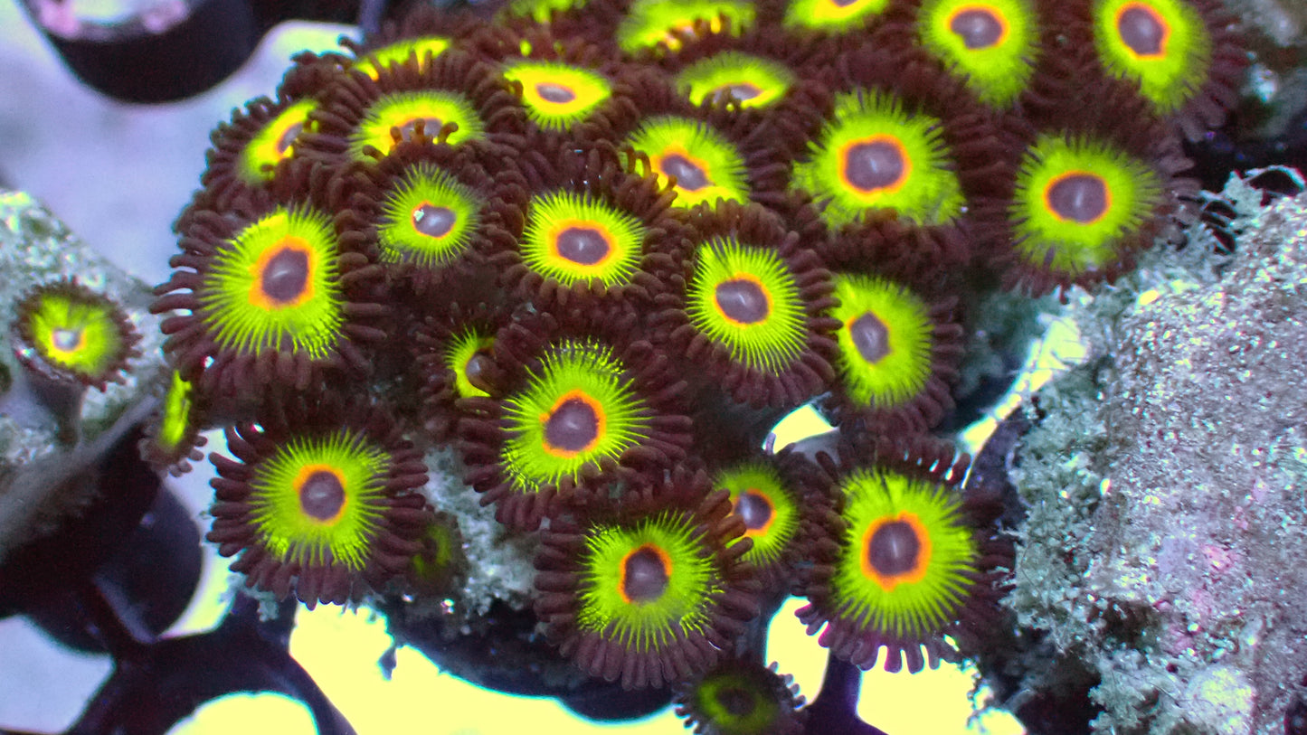 Bob Marley zoas 1" frag (5+ heads)