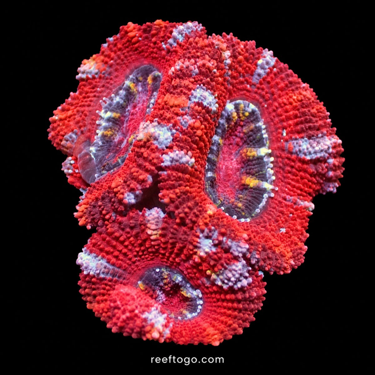 Bulls eye acan lord 1" frag