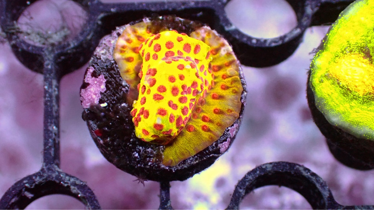 JF Burning Banana Stylocoeniella