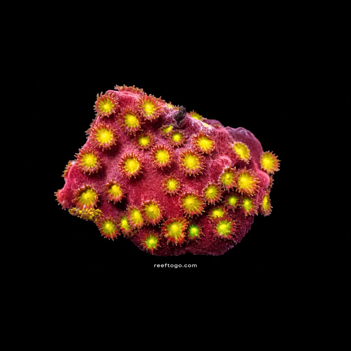 Cadence Bling Bling Cyphastrea 1" frag