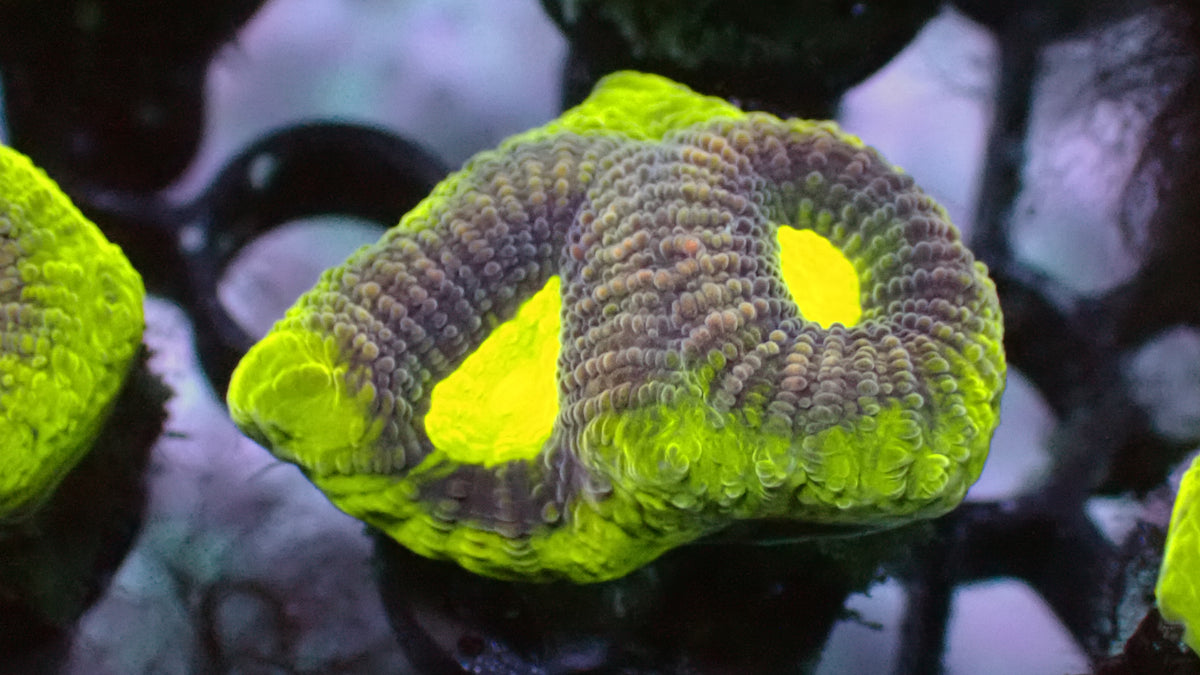 Dragon Soul Favia · 1" Frag