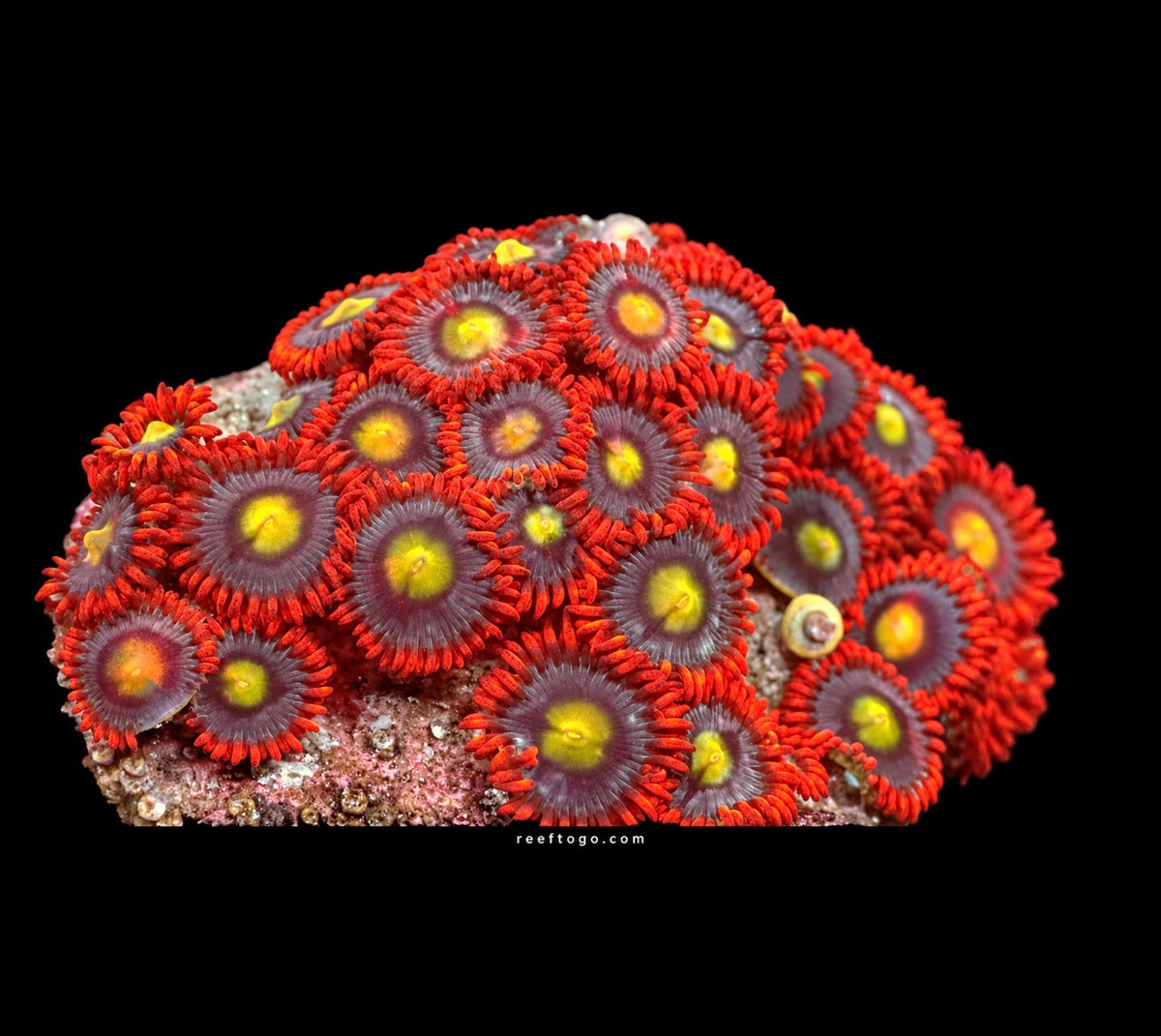 Fire and ice zoanthids 1" frag (5+ polyps)