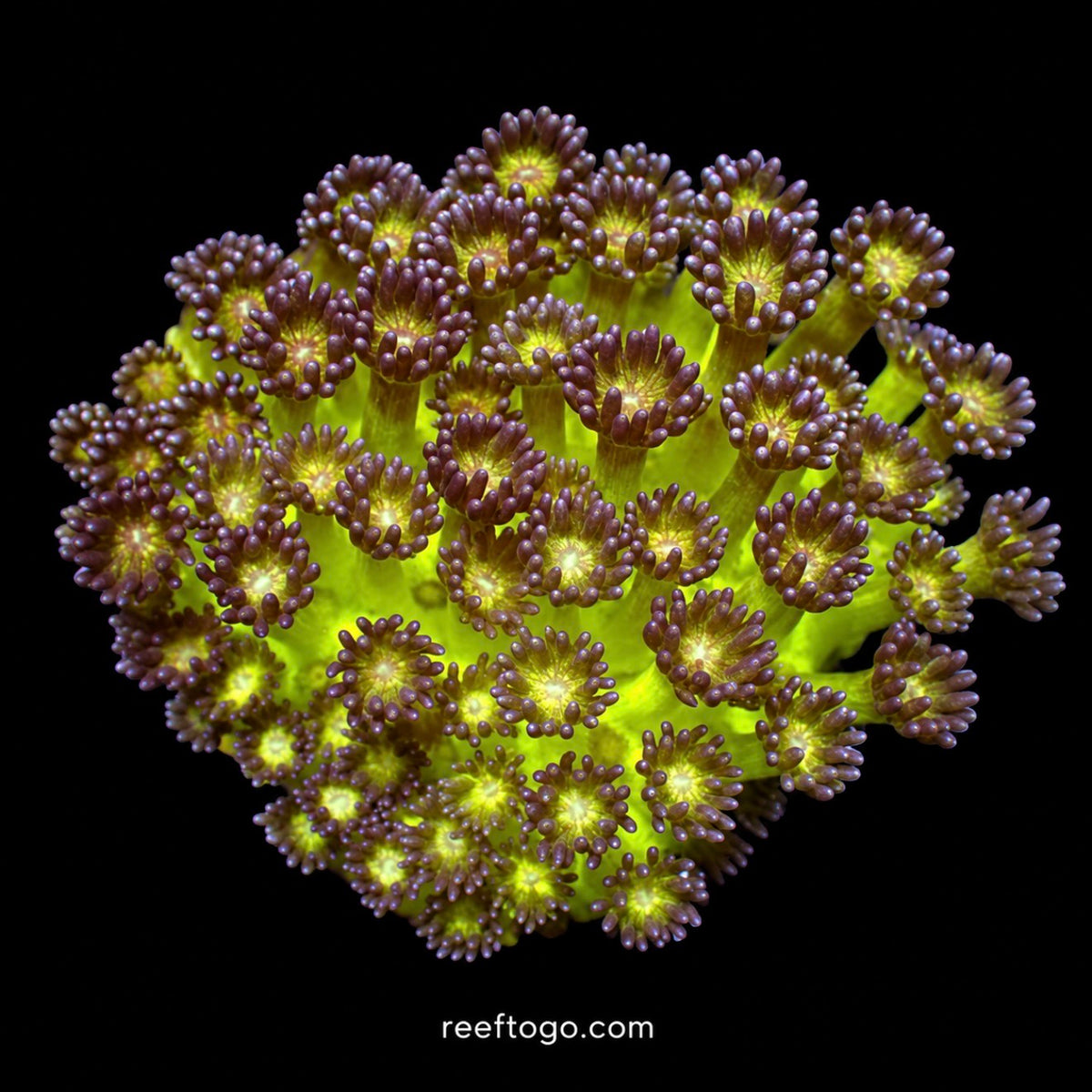 Fire fly goniopora 1" frag