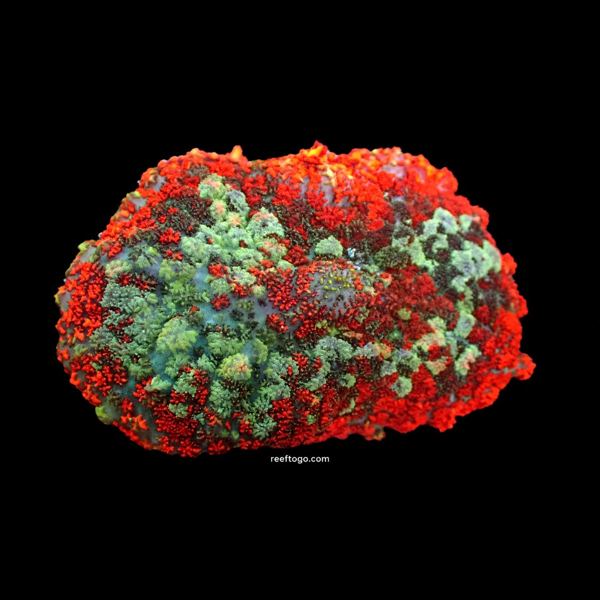 Fire seas rhodactus mushroom 1" frag