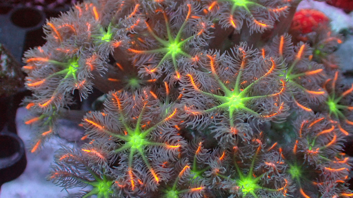 Firework cloves 1" frag