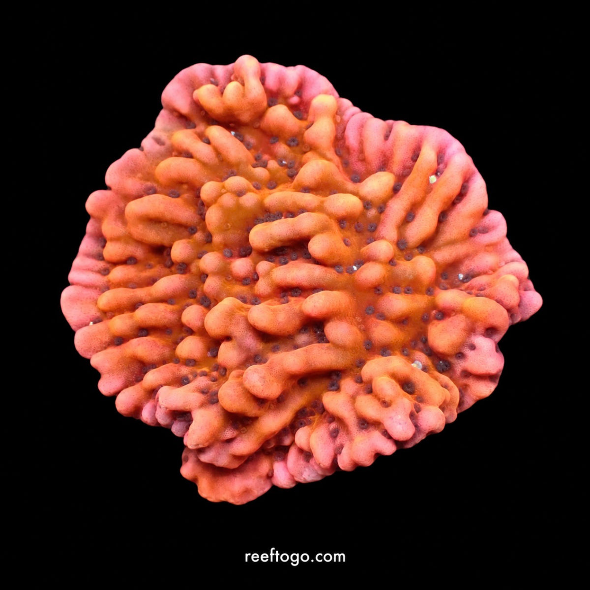 RTG Flaming Phoenix Montipora
