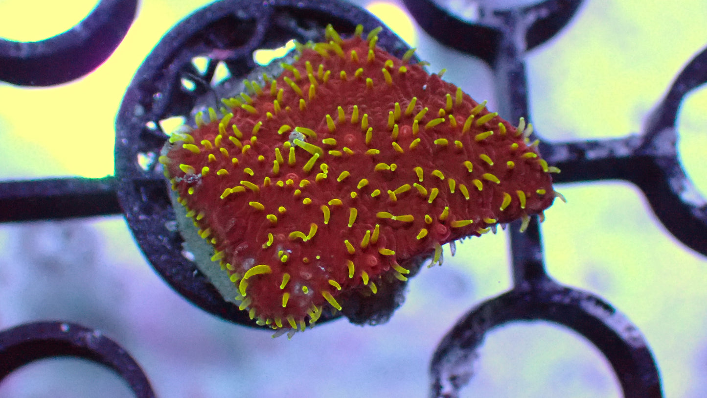 Freak hair pavona 1" frag