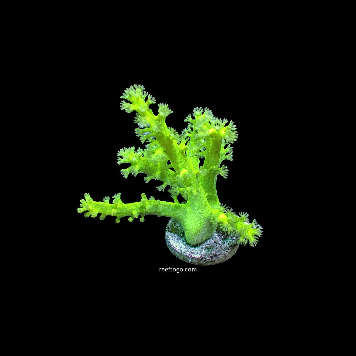 Glow stick leather 1” frag