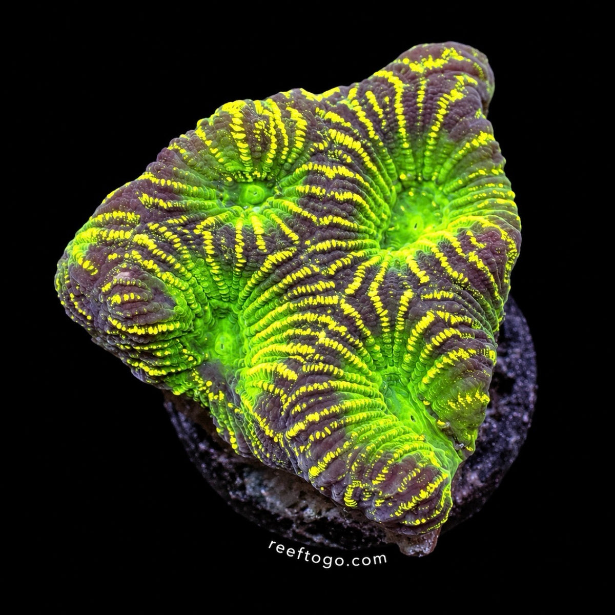 Glow Worm Favia 1 inch frag