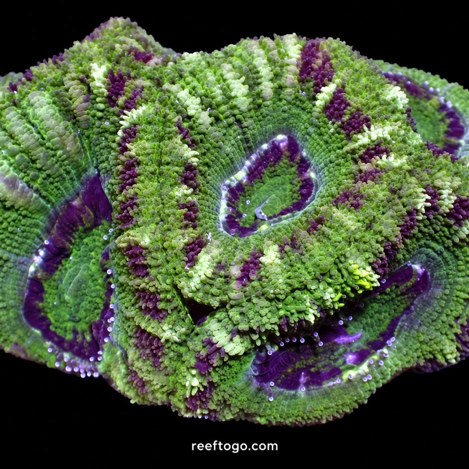 Green Tiger Acan Lord · 1" Frag
