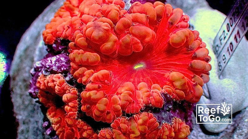 Ultra Orange Blastomussa Welsi WYSIWYG 3" colony