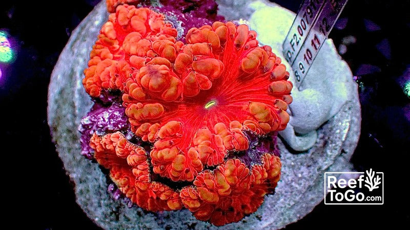 Ultra Orange Blastomussa Welsi WYSIWYG 3" colony