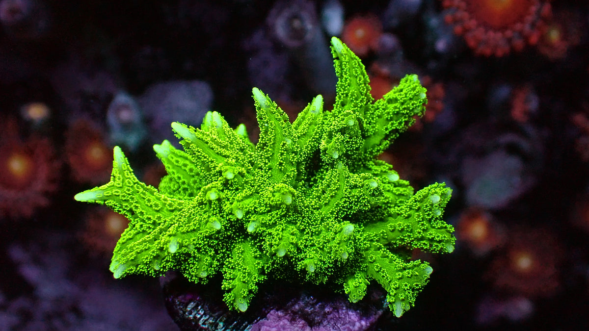 Jade Birdnest · 1" Frag